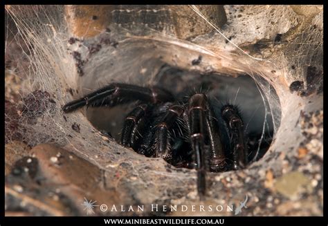 Funnel Web Spiders Minibeast Wildlife