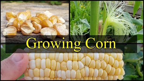 Growing Corn The Definitive Guide For Beginners Part Youtube