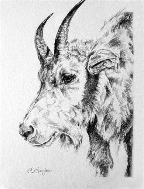 We did not find results for: Rocky Mountain Goat Drawing by Derrick Higgins