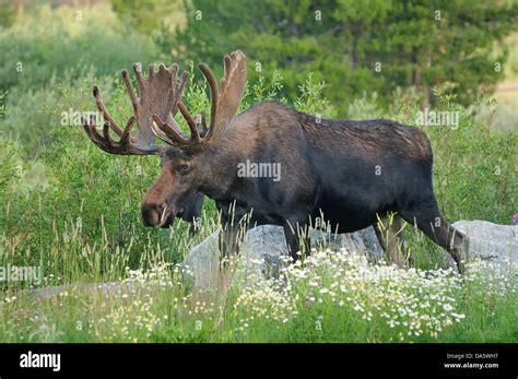 Canada Moose Travel Animal Antlers Bull Day Daytime Grand