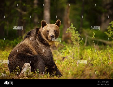 Close Up Of Eurasian Brown Bear Ursos Arctos Male Sitting In Boreal