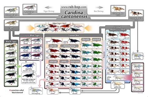 How To Set Up A Caridina Shrimp Tank Lucky Aquatics Freshwater