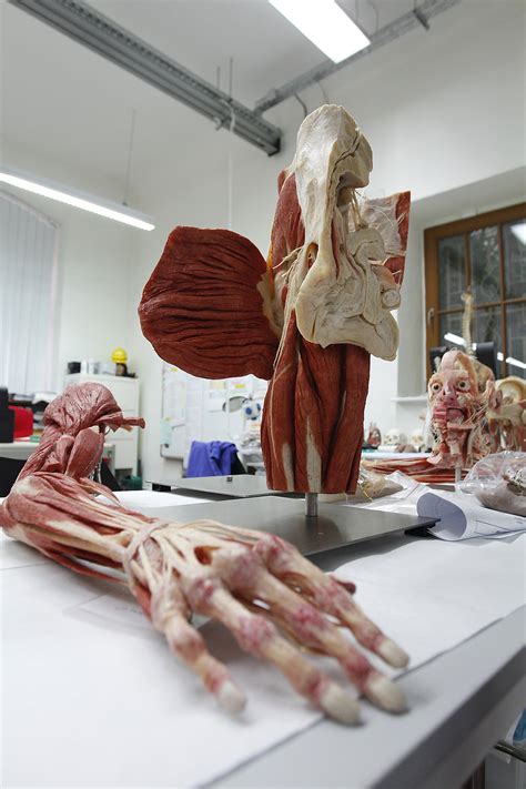 Body Worlds Gunther Von Hagens Plastination Of Human Bodies