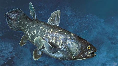 Living Fossil Fish May Live For Up To A Century Bbc News Tami Tuna
