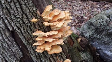 Wild Edible Mushrooms Nh Outdoor Learning Center