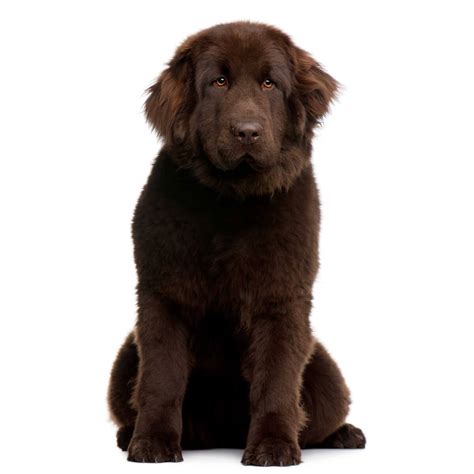 What Colors Are Newfoundland Dogs