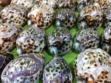 A Collection Of Shells From Bali Indonesia Kuta Beach Kuta Bali