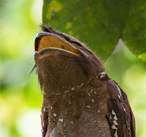 Meet The Frogmouth One Of Natures Most Elusive And Fascinating Birds