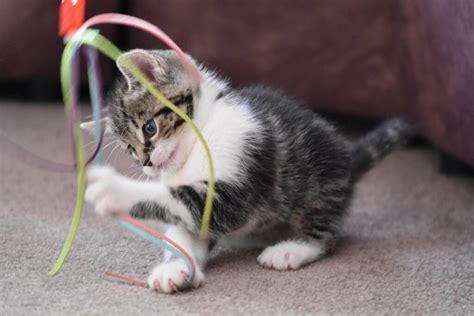 Eco Friendly Cat Toys All You Need To Know About Keeping Your Cats Safe The Sustainable Seeker