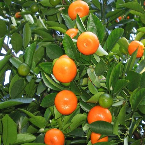 Calamondin Orange Citrus Tree By Naturehillsnursery On Etsy 6495