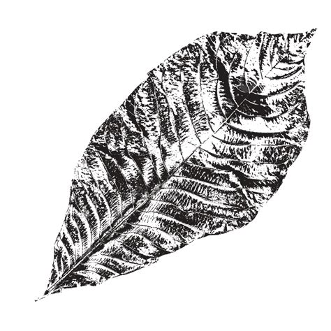 Leaf Line Drawing Black And White Hand Painted Leaves Gingko Turtle