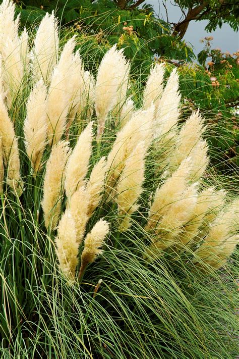 Save time and money with trugreen®. How to Grow Pampas Grass (Cortaderia) - Watters Garden Center