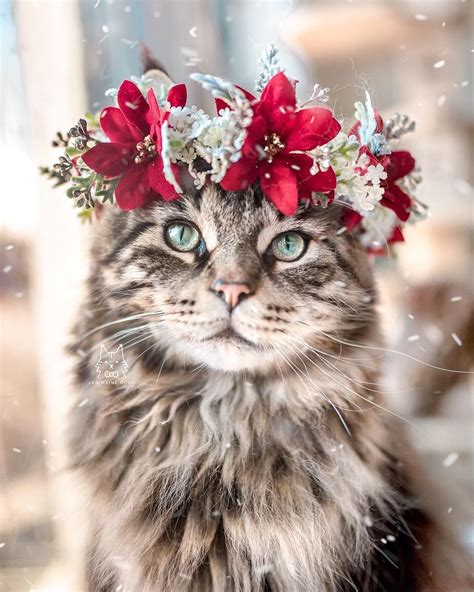College Professor Is Making Flower Crowns For Animals And They Look