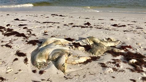 Record Toxic Red Tide Is Devastating Marine Life Off Florida