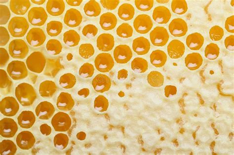 Honeycomb Honey With Close Up Honey Stock Image Image Of Food