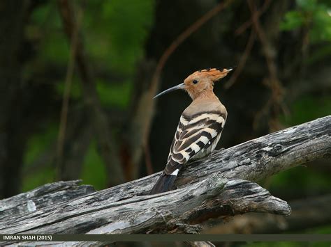 Common Hoopoe Upupa Epops Common Hoopoe Upupa Epops Ca Flickr