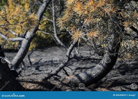 A Forest After Fire Burned Pine Is All That Is Left Stock Image