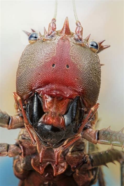 Pin By Claudio Sgaravizzi On Insects Face To Face Scary Animals