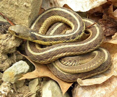 Use large burlap sacks to capture weakened sea serpents. Common garter snake - Wikipedia