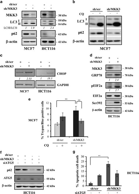 Mkk3 Depletion Induces Autophagic Cell Death And Er Stress In Wtp53