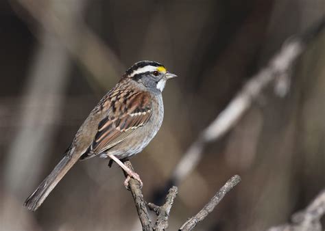 White Throated Sparrow Audubon Field Guide