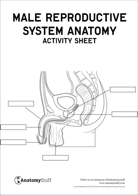 Male Reproductive System Anatomy Activity Sheet Pdf