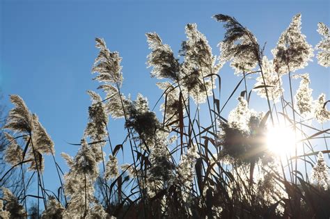 Nature Reed Heaven Free Photo On Pixabay Pixabay