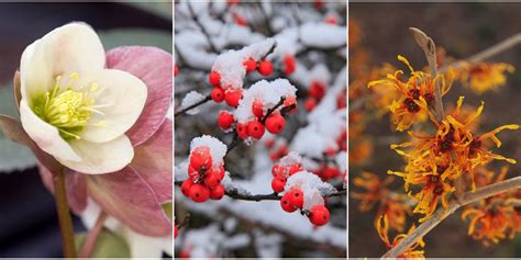 Plants That Bloom In Winter Flowers That Develop In The Cold