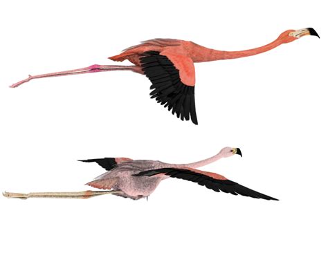 Flying That Way Pink Flamingos Flamingo Illustration Flamingo Art