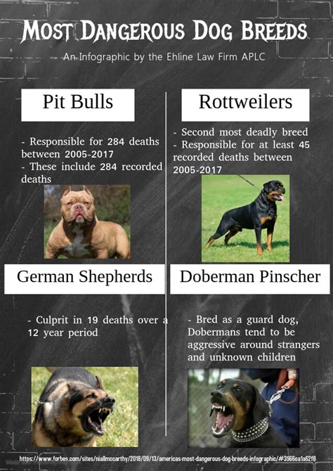 19 Most Dangerous Dog Breeds In The World The Petster