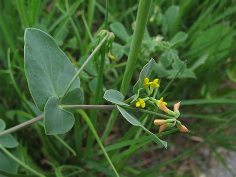 Coronilla Scorpioides