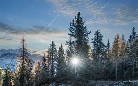 Sun Among Pine Trees Dolomites Italy Stock Image F0231548