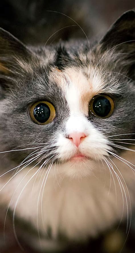 72 Gambar Wallpaper Kucing Yang Lucu Pictures Myweb