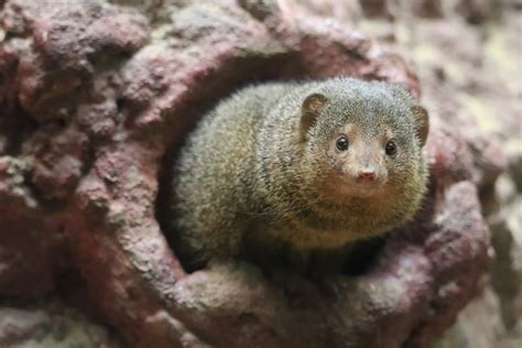 Small Mammal House Dwarf Mongoose Zoochat