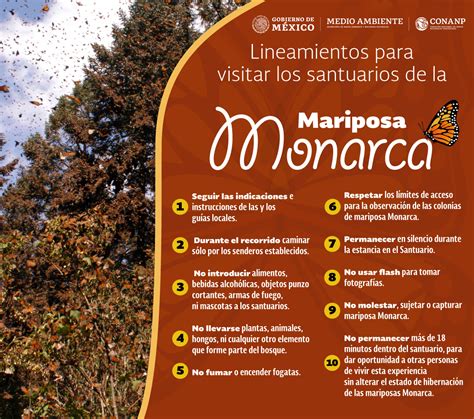 Recomendaciones Para Visitar Los Santuarios De La Mariposa Monarca Kulturaupice