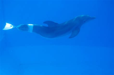 Dolphin Tale Teaser Trailer