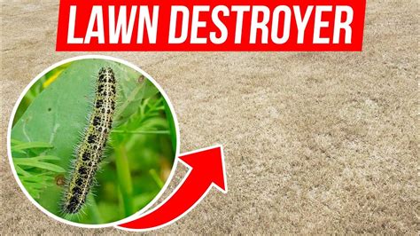 Fall Army Worms Infestation How To Identify And Control Armyworms In