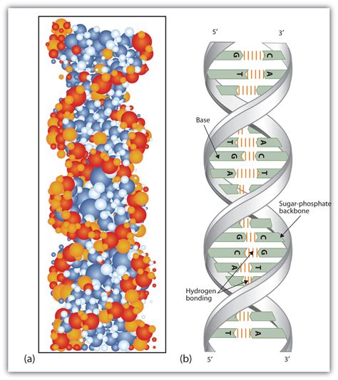 Primary Structure Of Dna