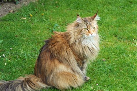 Norwegian Forest Cat Vs Maine Coon A Comparison Cathour