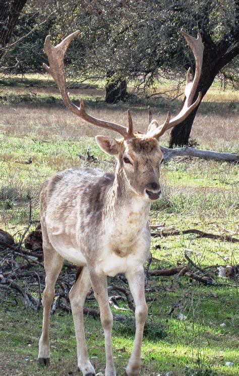 Cannundrums Fallow Deer