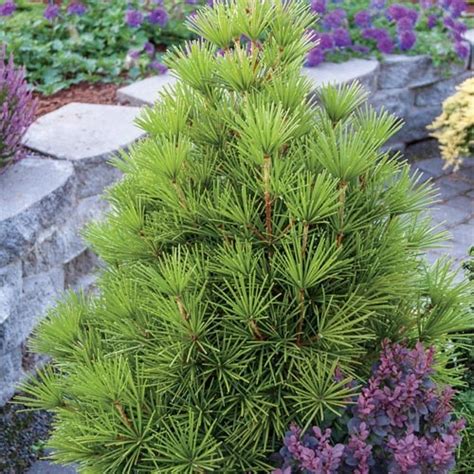 38 Best Images About Dwarf Evergreens Zone 5 On Pinterest