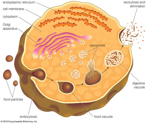 Lysosome Description Formation And Function Cells Activity What Is