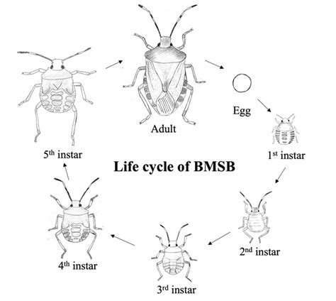 Biology And Management Of The Brown Marmorated Stink Bug In Ornamental