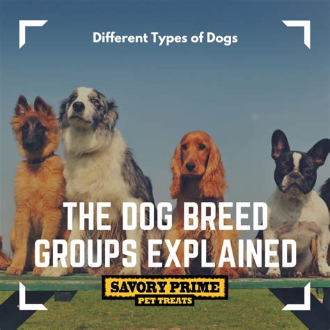 The Dog Breed Groups Explained Savory Prime Pet Treats