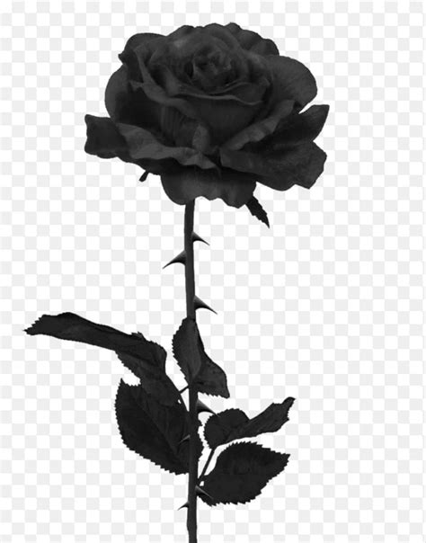 Black Rose With Thorns Tattoo Meaning Best Design Idea