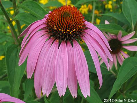 Maybe most everybody's photos of the berries turned out as blurred as mine? Echinacea purpurea (Eastern Purple Coneflower): Minnesota ...