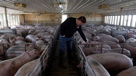 Hog Farmers Face Devastating Decision Over Euthanizing Herds Abc News