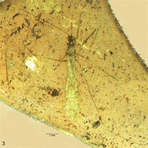 Pdf The First Fossil Record Of The Emesinae Genus Emesopsis Uhler