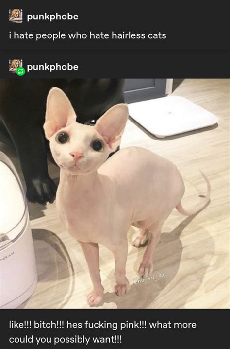 This User Supports Hairless Cats Tumblr Cute Hairless Cat Cute