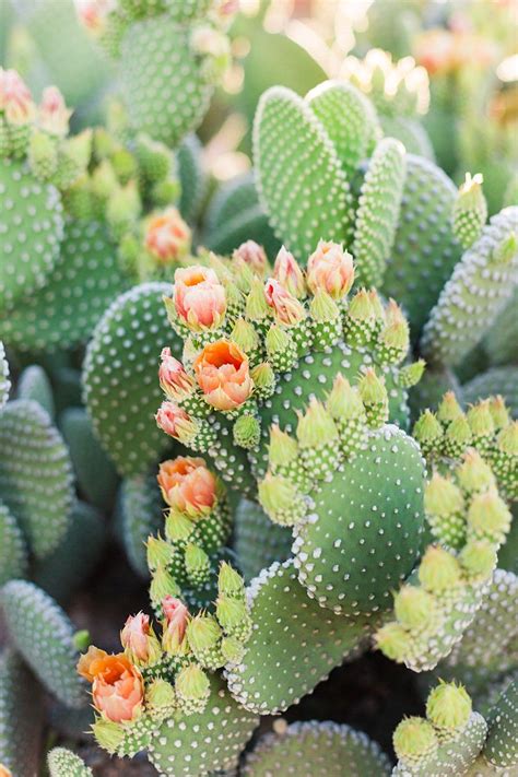 Prickly Pear Cactus Blooms Desert Print Shop Leah Hope Photography